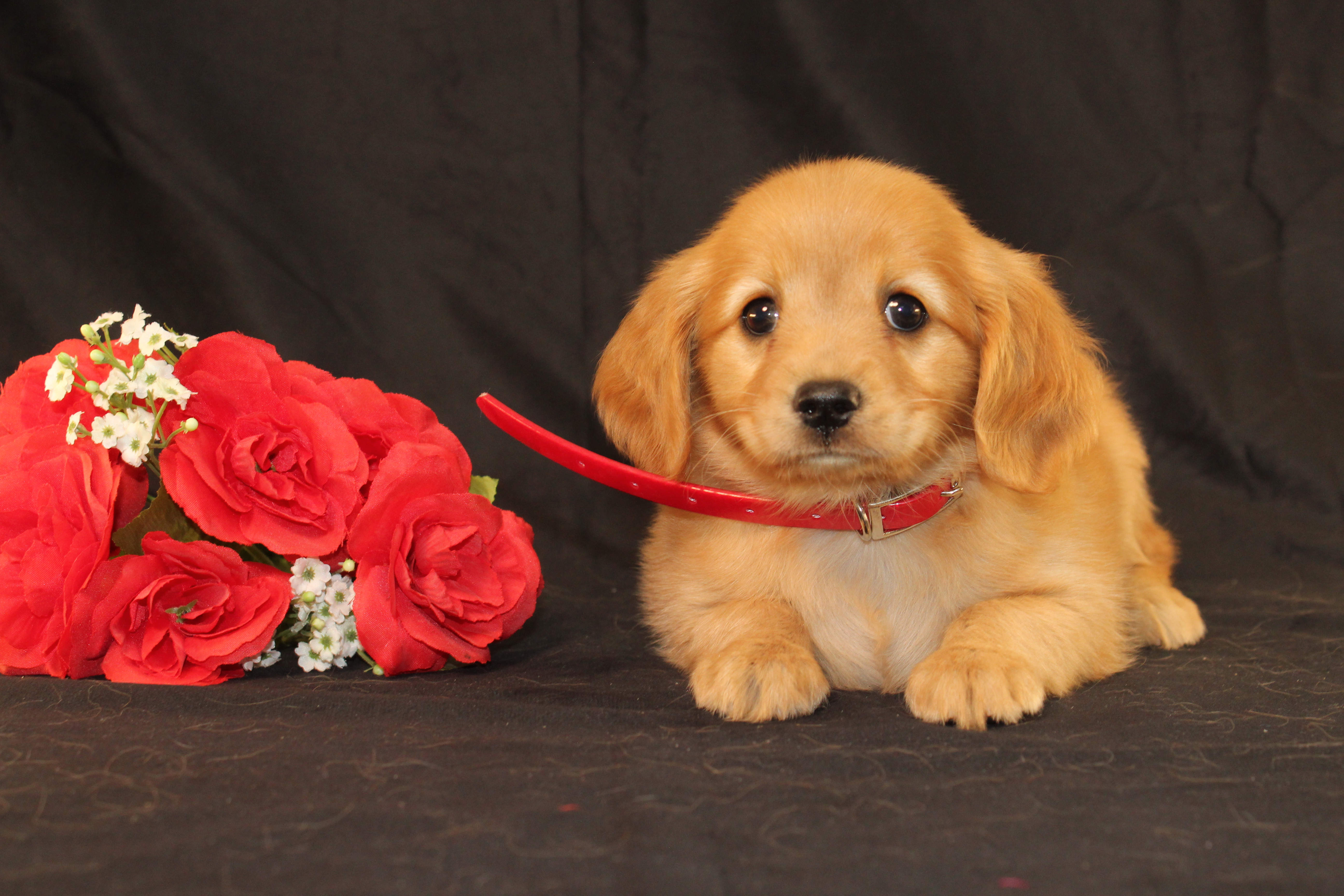 puppy, for, sale, Mini Golden Retriever, Ivan J. Stoltzfus, dog, breeder, Dornsife, PA, dog-breeder, puppy-for-sale, forsale, nearby, find, puppyfind, locator, puppylocator, aca